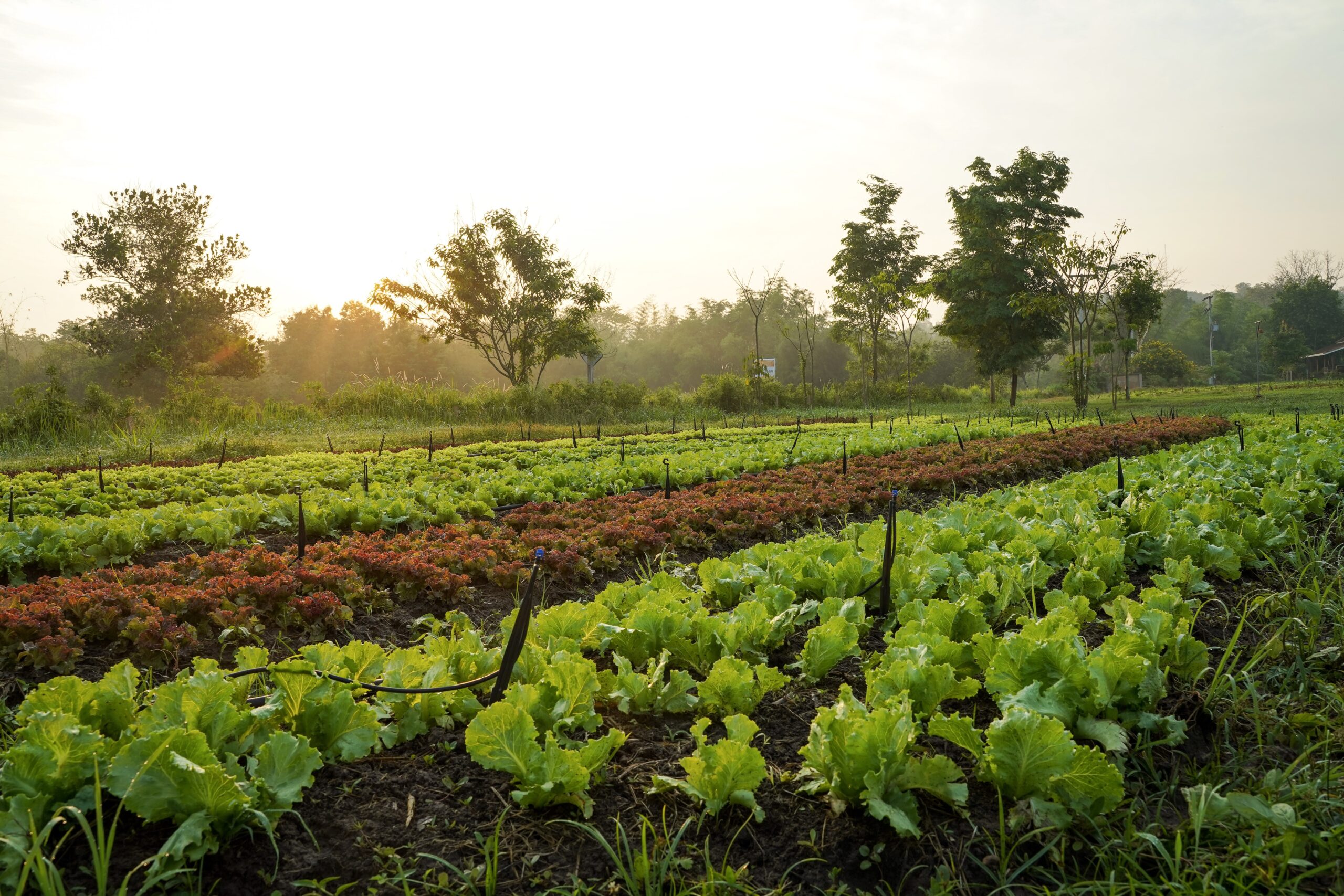 Fresh-organic-farm-2021-09-03-03-11-56-utc